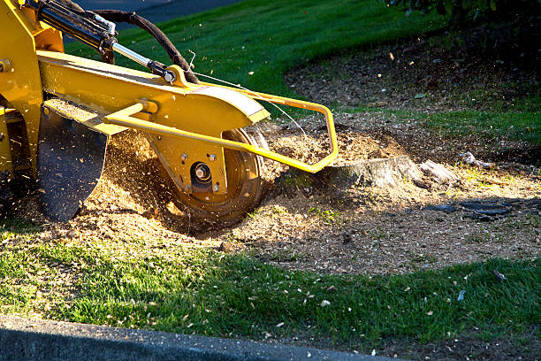 Residential Tree Removal in Baytown, TX